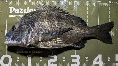 クロダイの釣果