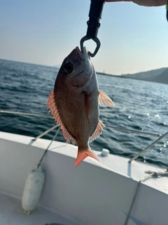 タイの釣果