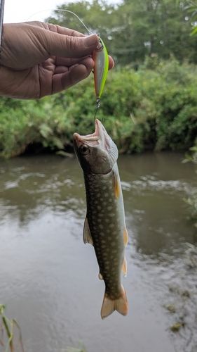アメマスの釣果