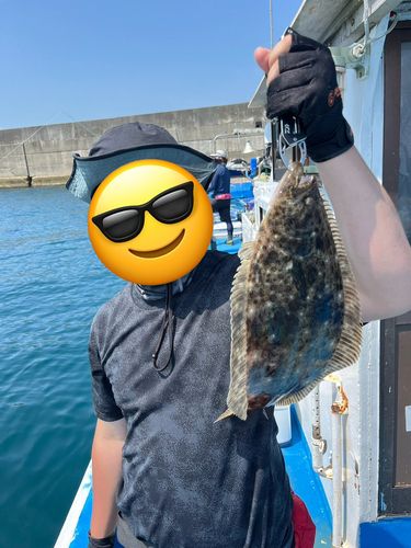ヒラメの釣果