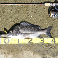 クロダイの釣果
