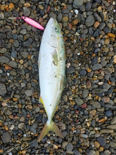 ワカシの釣果