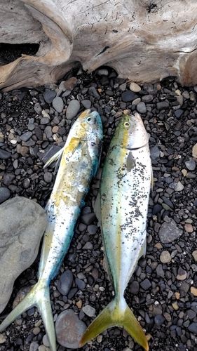 シイラの釣果
