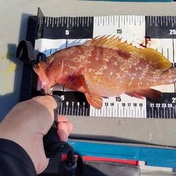 アコウ