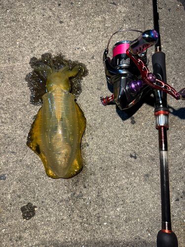 アオリイカの釣果