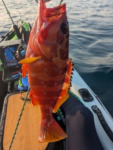 アカハタの釣果