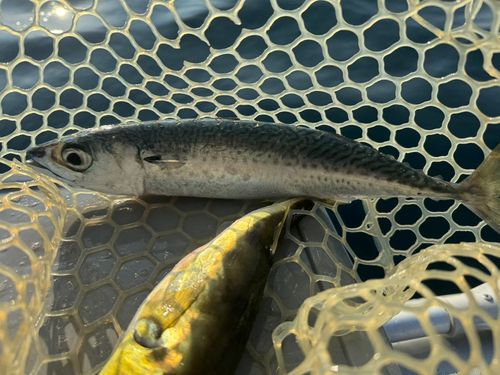 シロサバフグの釣果
