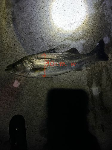 スズキの釣果