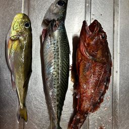 カサゴ