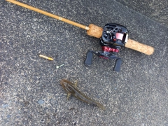 ハゼの釣果