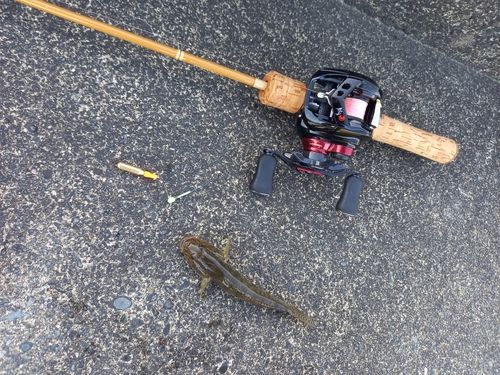 ハゼの釣果