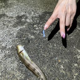 カサゴ