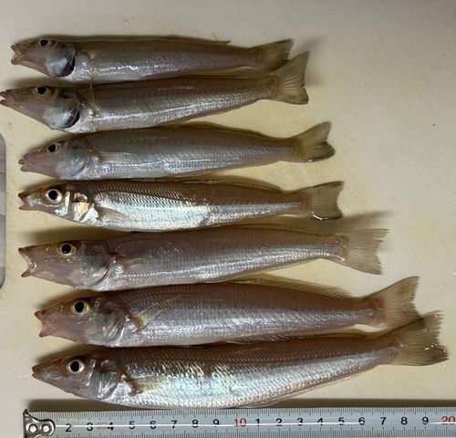 シロギスの釣果