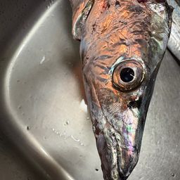 タチウオ