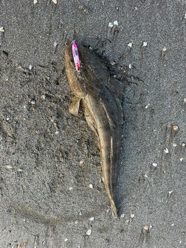 マゴチの釣果