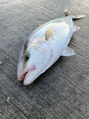 ショゴの釣果