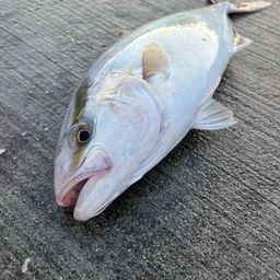ショゴ