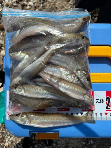 キスの釣果