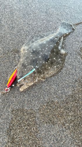 ソゲの釣果