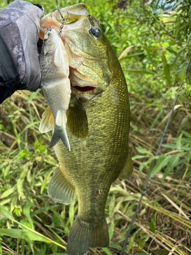 ブラックバスの釣果