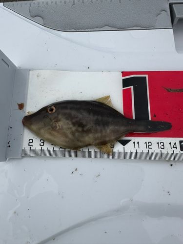 ウマヅラハギの釣果