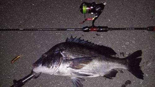 チヌの釣果