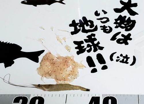 エビの釣果