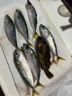 サバの釣果