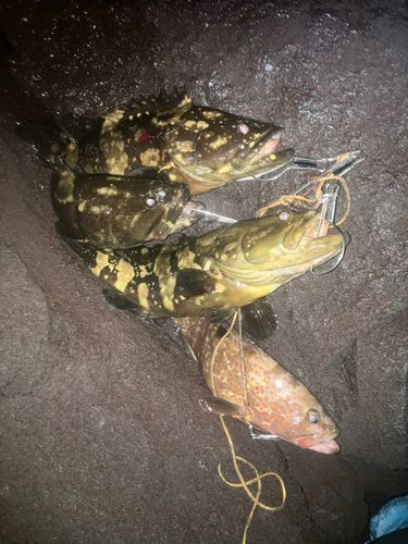 クエの釣果