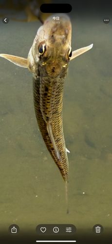 釣果