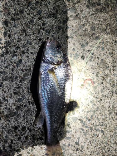 イシモチの釣果