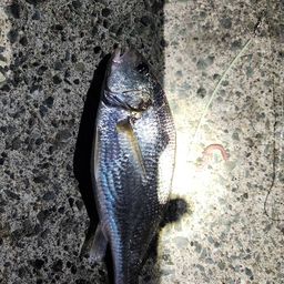 イシモチ