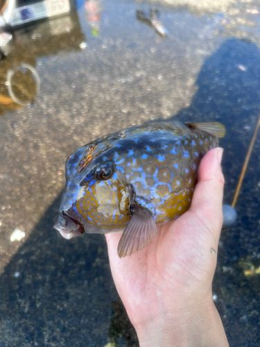ハコフグの釣果