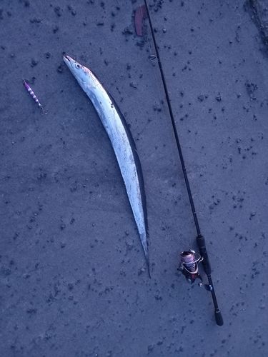 タチウオの釣果