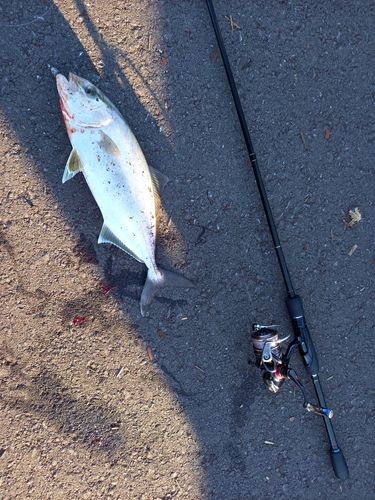 ショゴの釣果