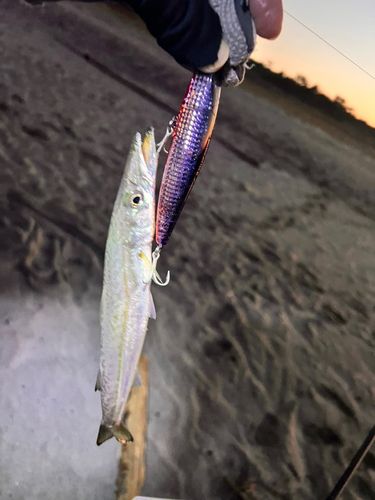 アカカマスの釣果