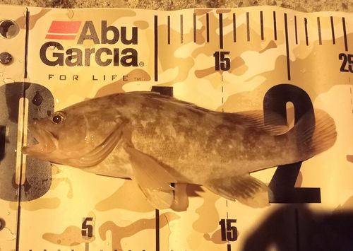 キジハタの釣果