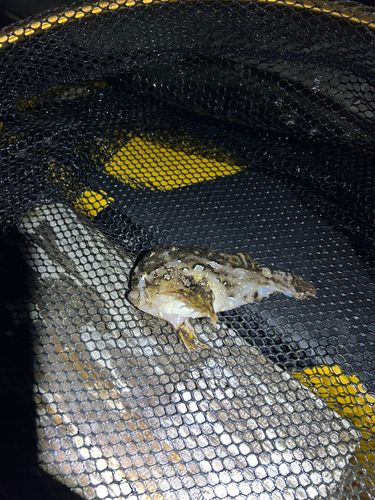 ハナオコゼの釣果