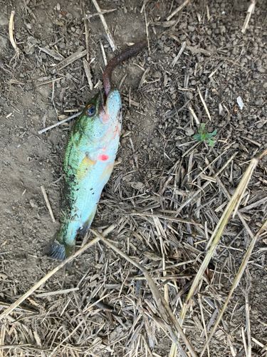 ラージマウスバスの釣果