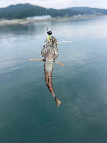 アサヒアナハゼの釣果