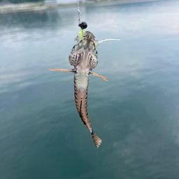 アサヒアナハゼ