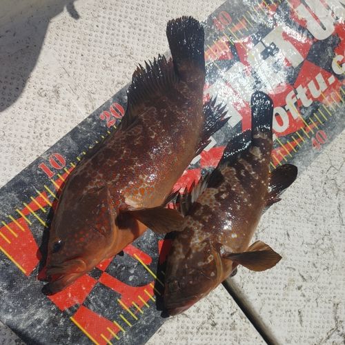 キジハタの釣果