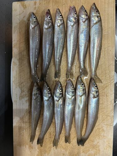 キスの釣果