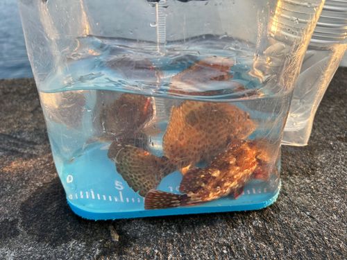 オオモンハタの釣果