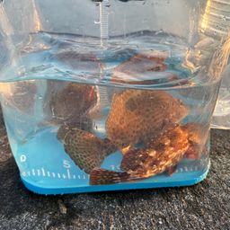 オオモンハタ