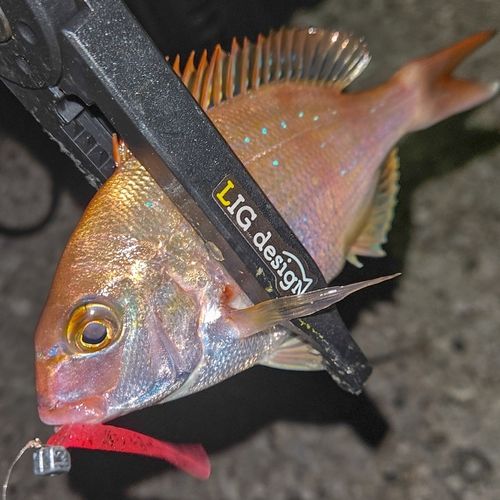 マダイの釣果