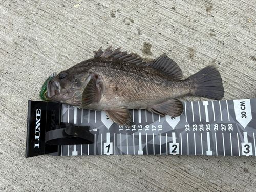 クロソイの釣果