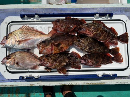 マダイの釣果