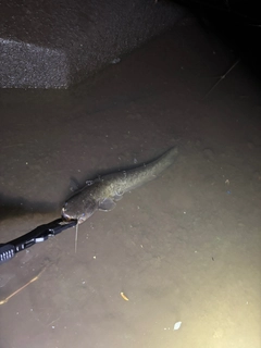 ナマズの釣果