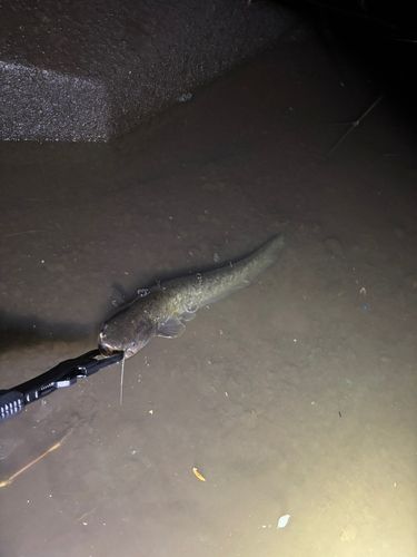 ナマズの釣果
